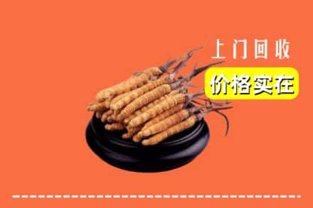 忻州岢岚县回收冬虫夏草